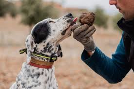 busqueda de trufas negras con perros entrenados